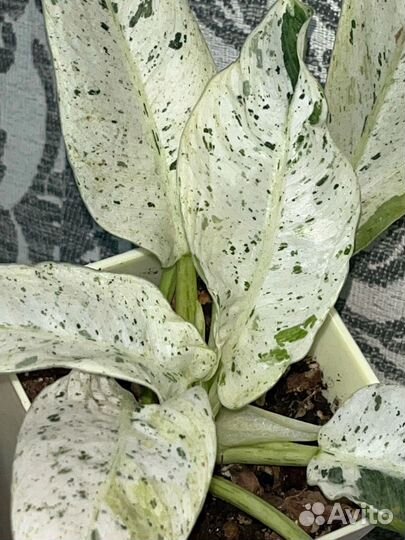 Филодендрон orlando