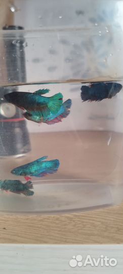 Рыбка петушок самка