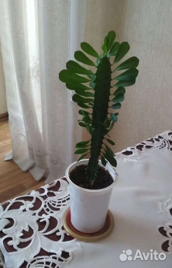 Комнатные растения цветы