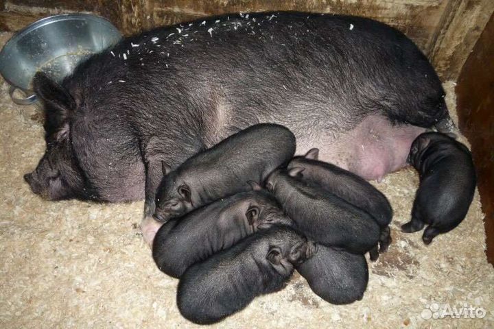 Вьетнамск вислобрюхий поросенок