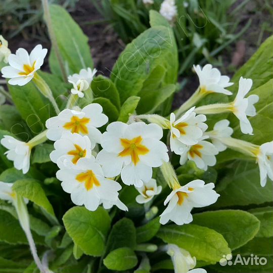 Примула делянки