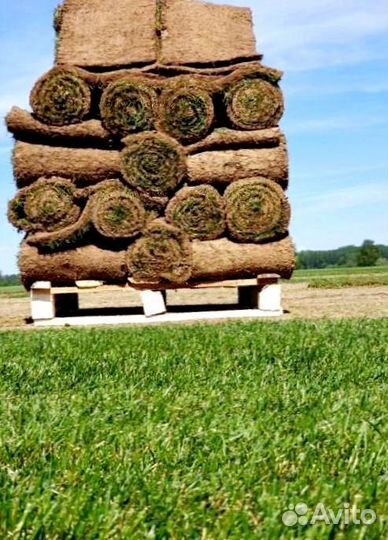 Рулонный газон 