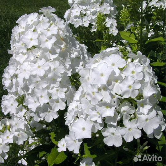 Флокс белый