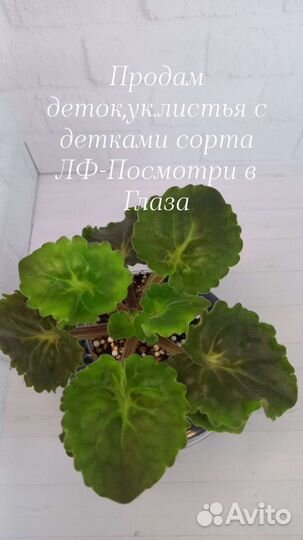 Детки фиалок