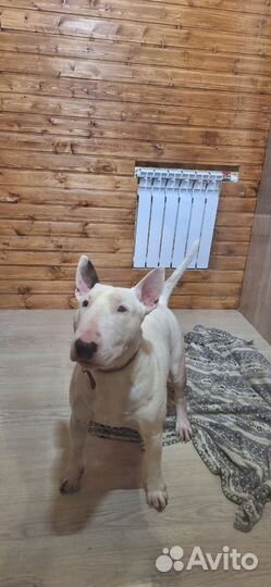 Передержка собак / Зоогостиница