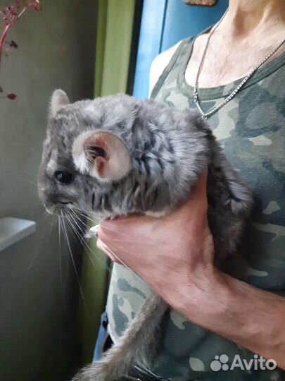 Фиолетовая шиншилла