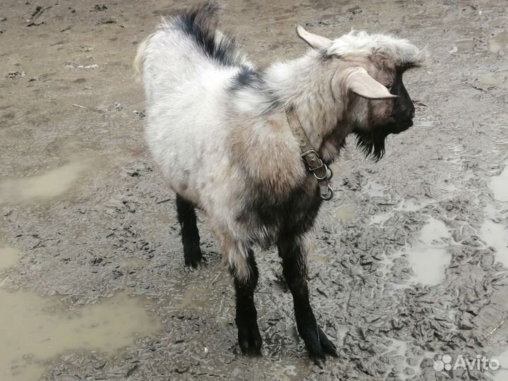 Козел на вязку