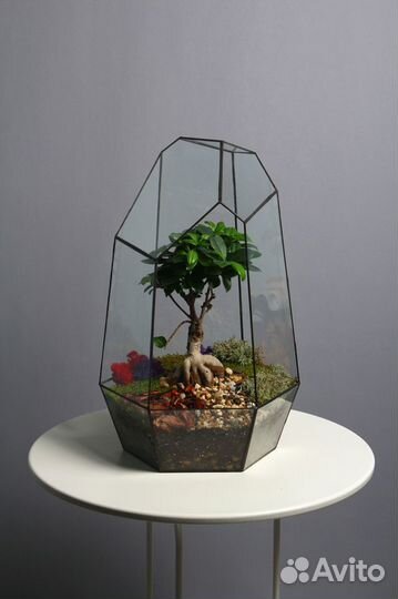 Флорариум, бонсай