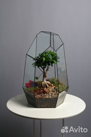 Флорариум, бонсай