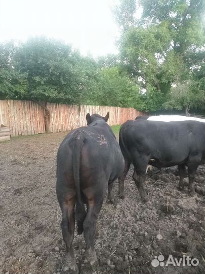 Абердин ангус бычки