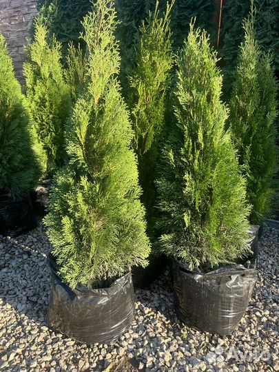 Саженцы туи смарагд