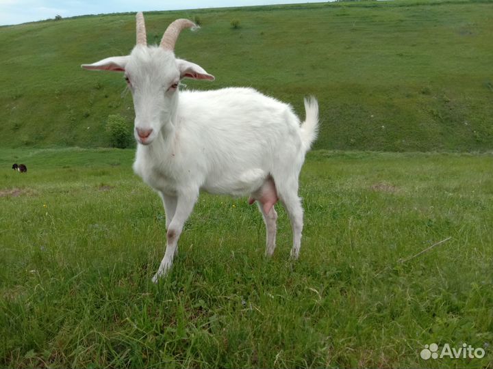 Козлы. Дойные козы