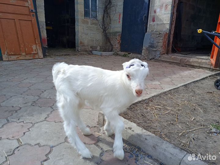 Козлята ламанча