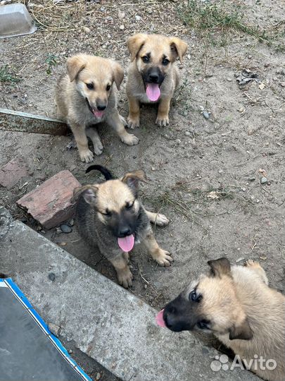Щенки