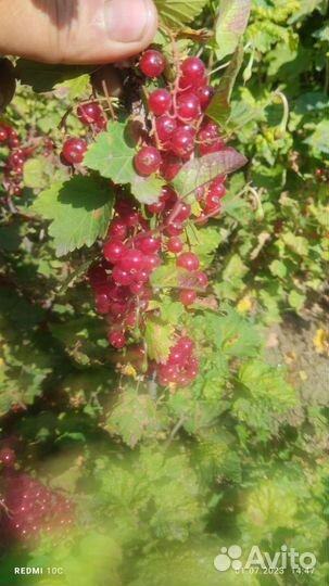 Красная смородина