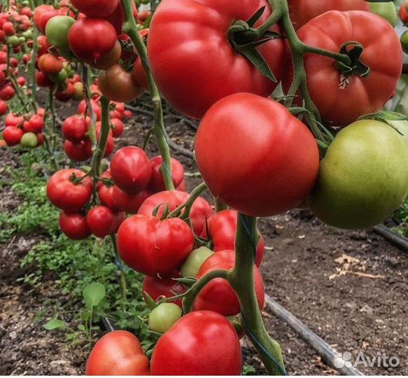 Семена Помидор