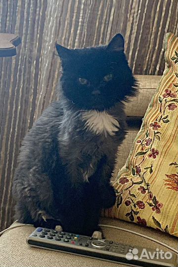 Серьезная кошечка Маша можно в ч/дом