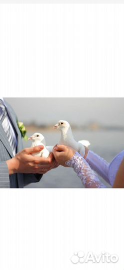Белые голуби на торжества