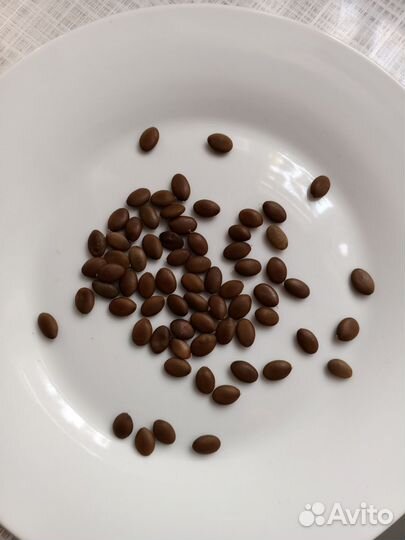 Семена гледичиии