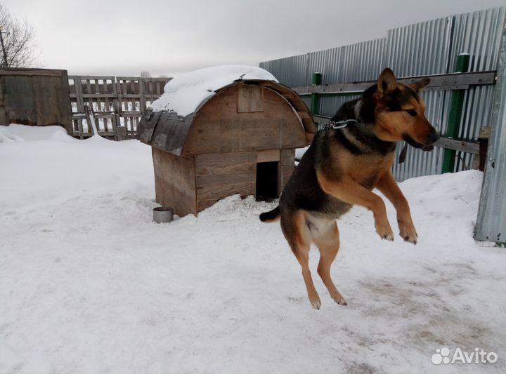 Хочу сторожить Ваш дом