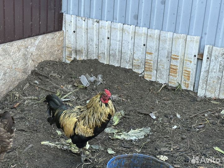 Курица, петух, цыплята