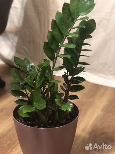 Замиокулькас