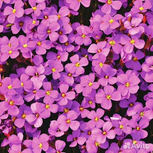 Обриета розовая, рассада