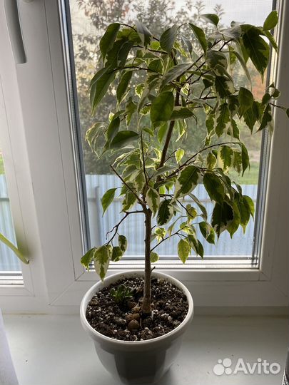 Фикус бенджамина