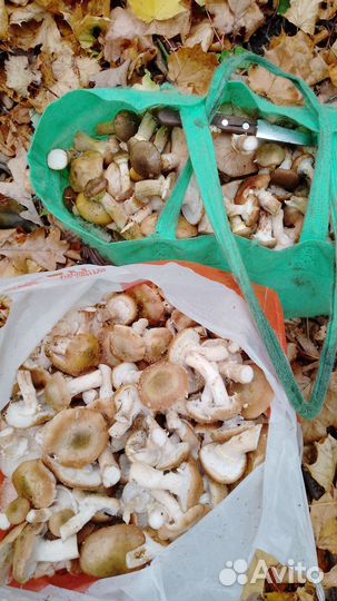 Грибы Опята свежие