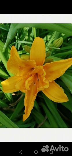 Лилейники махровые. Купена вариегатная и обыкновен