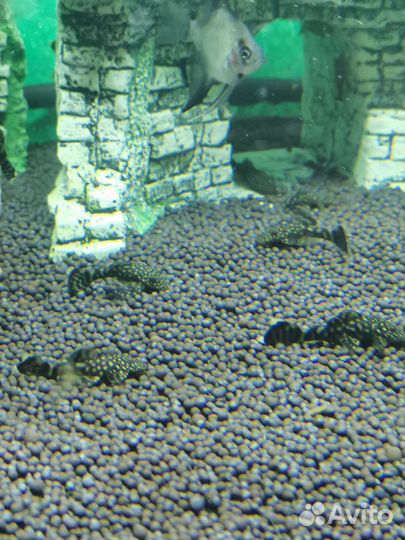 Рыбки и аквариумы