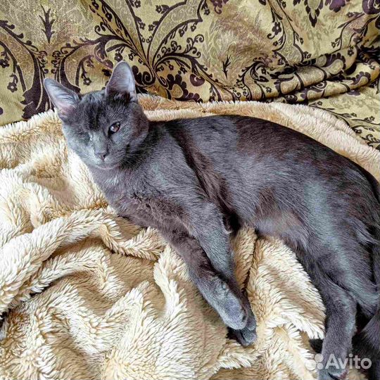 Замуууррррчательные котята