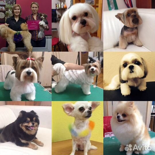 Стрижка собак