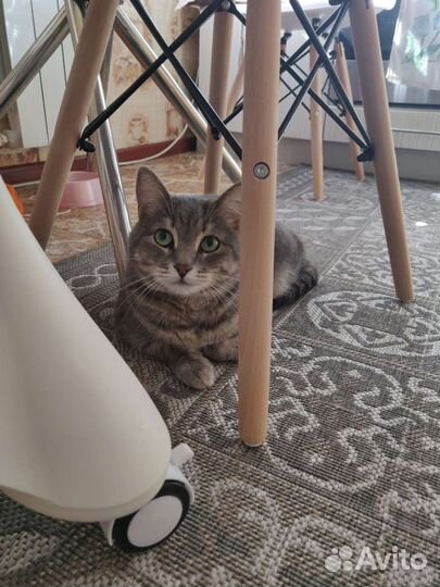 Кошка Маня в добрые руки