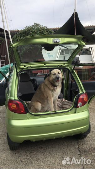 Кобель для вязки