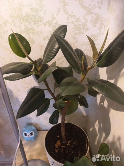 Фикус каучуконосный Робуста (Эластика)