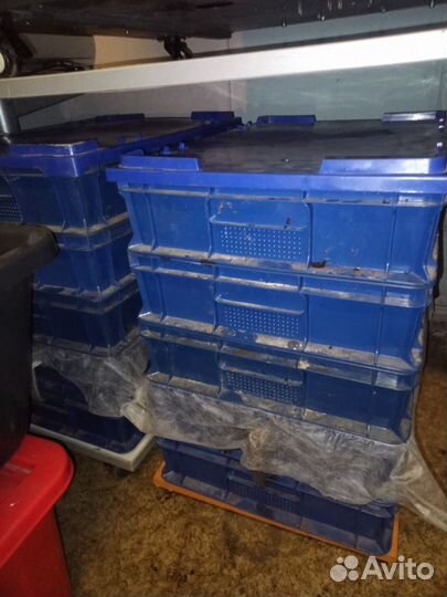 Червь Старатель в субстрате