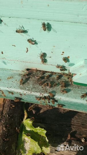Сниму рой пчел