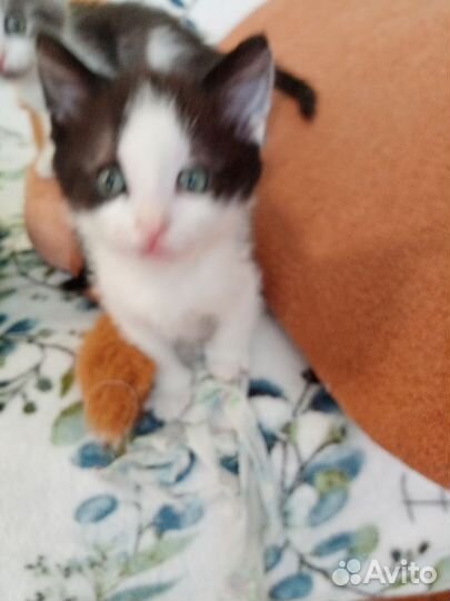 Кошка в дар