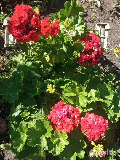 Пеларгония герань душистая