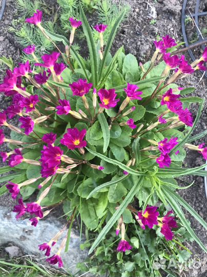 Многолетние цветы для сада