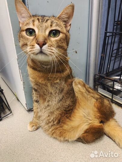 Необыкновенная кошка в дар