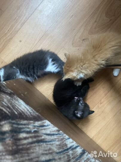 Котята в добрые руки