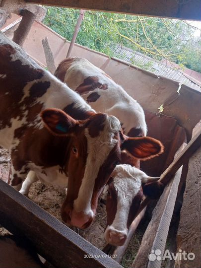 Бычки и телята