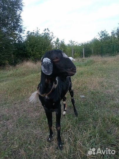 Козел козы и козлята