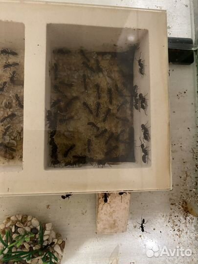 Odontoponera transversa