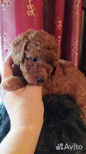 Девицы-Красавицы