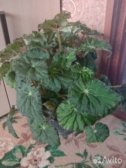 Продам растения
