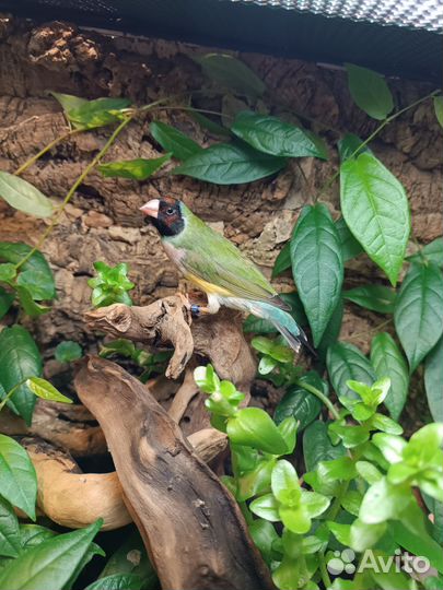 Самка амадины Гульда