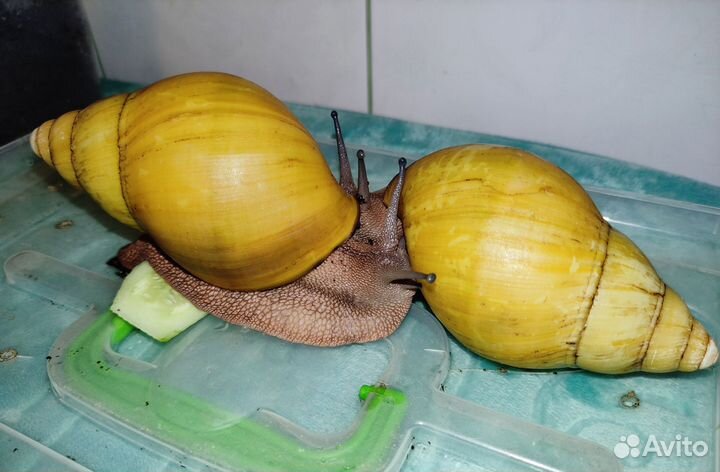 Гигантская Архахатина Иктерика Кросс Ривер